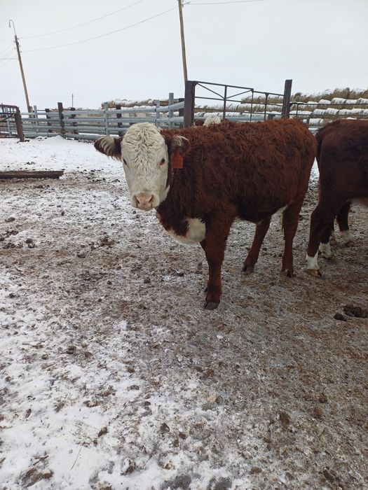 Продам племенных тёлок