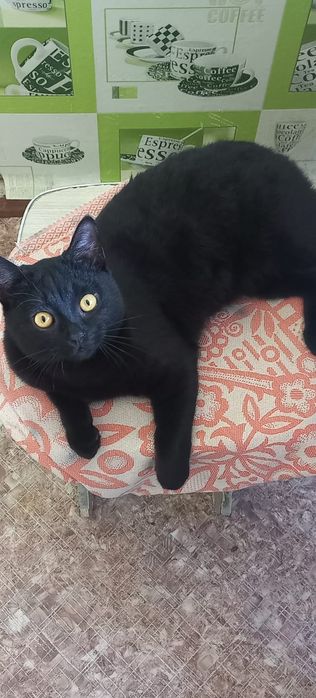 Отдам в хорошие руки