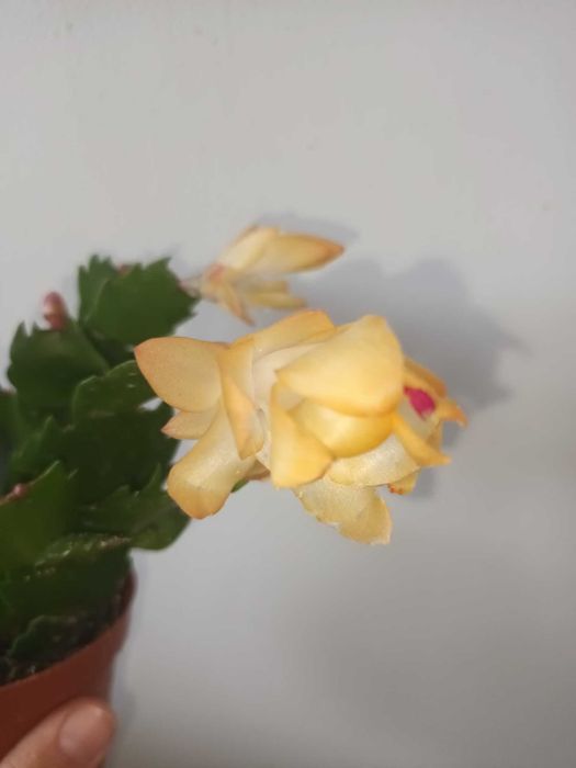 Коледниче/ Шлумбергера ЖЪЛТО,оранжево,бяло,розово,цикламено,червено