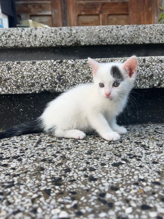 Подаряване на малки котенца