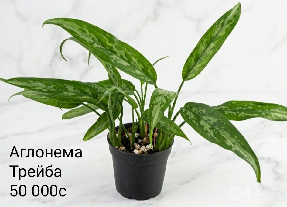 Комнатные цветы.