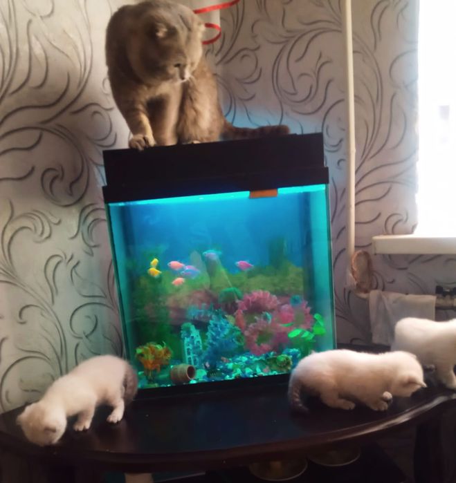 Продам котят британцы