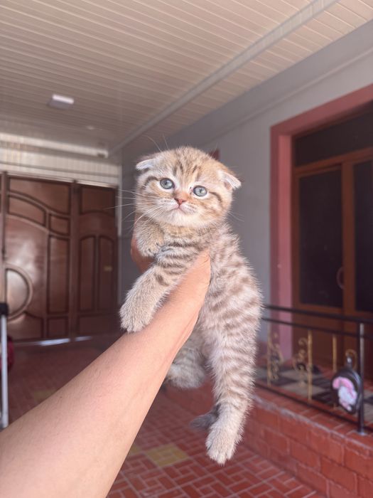 Sotiladi zalatoy shinshila otasi onasi fold