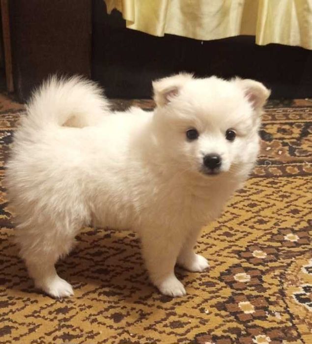 Мини шпиц-пумеран