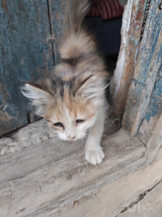 Котенок в добрые руки