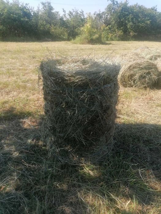Baloți de trifoi