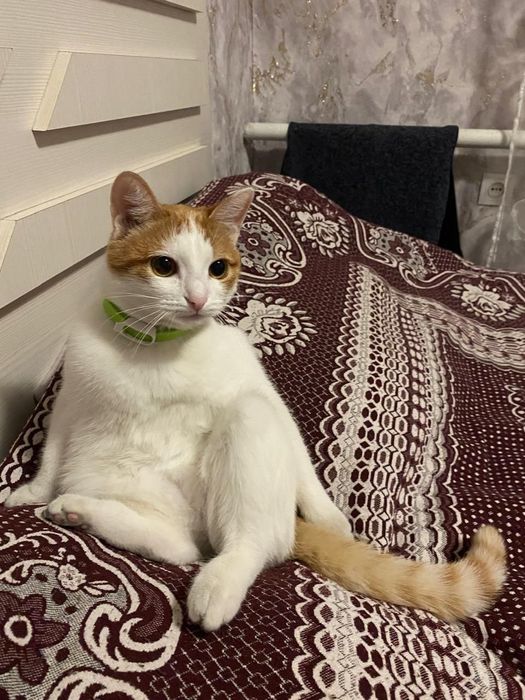 Отдам кошку в хорошие руки