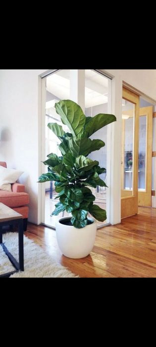 Фикус лирата комнатное растения