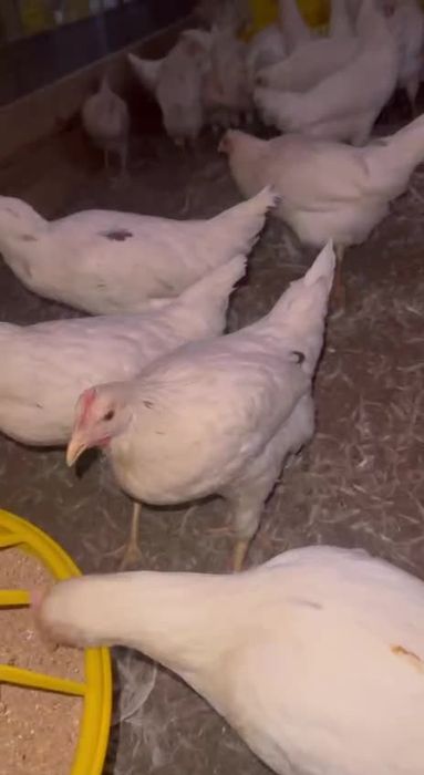 Loman sendi tuxum yoʻnnalishidagi tovuqlar sotiladi oq firma tovuqlari