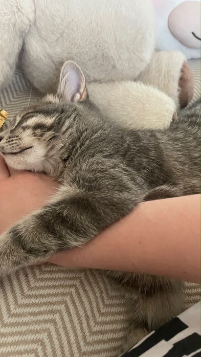 кошка шотландская