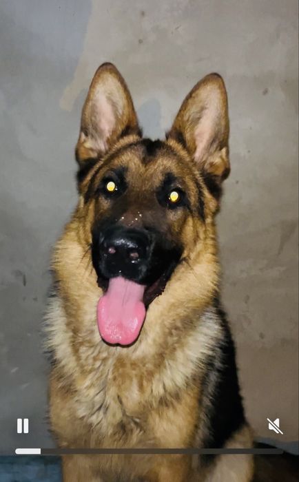 Немецкий овчарка вязка