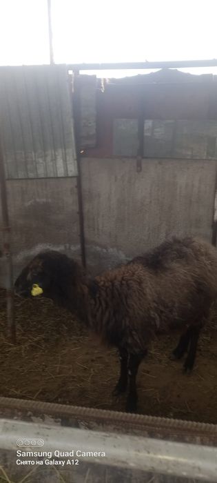 Қой сатылыды семіз