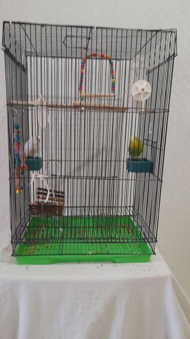 Папугай құстар сатылады