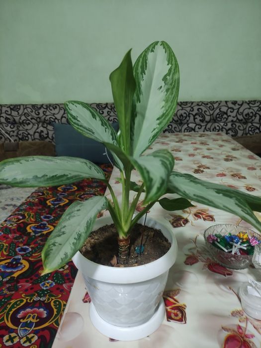 Ухоженные комнатные растения