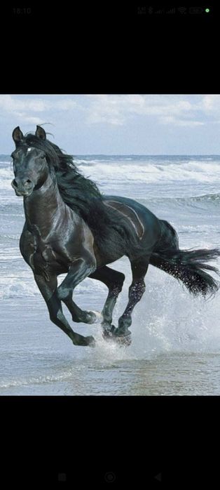 Мясник,Каспашы ,мал сойып болшектеу.