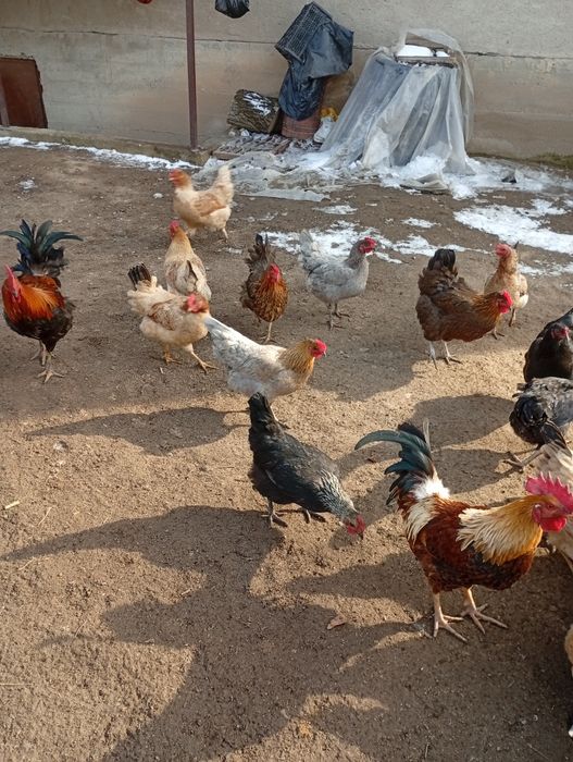 Домашний тауық сатылады