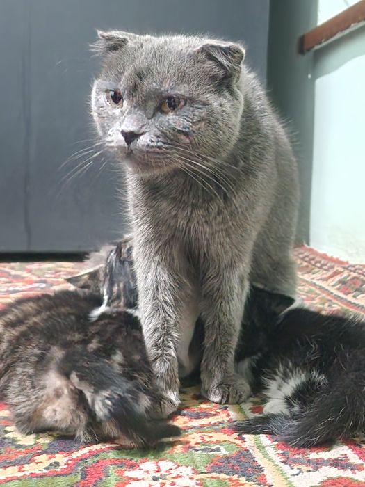 Scottish Fold 2 oylik