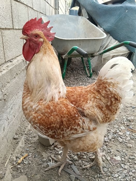 Продам молодой петухи