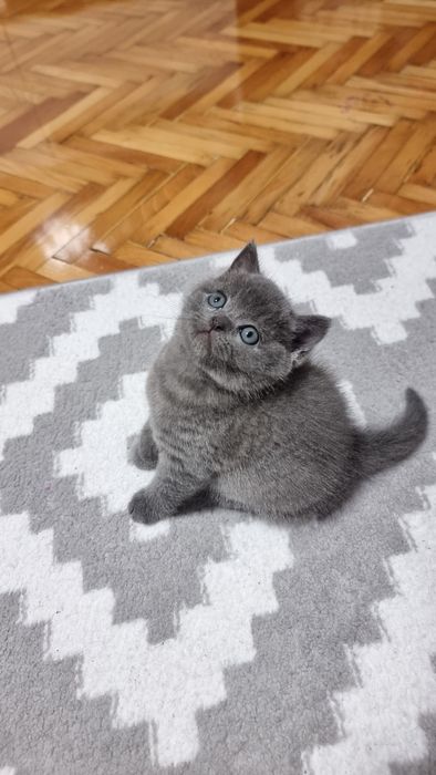 Puiut british shorthair