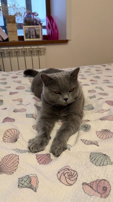 Отдам кошку в хорошие руки