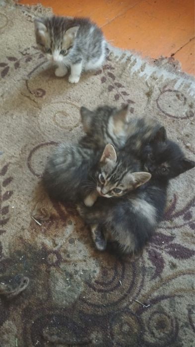 Отдадут котят , 2 девочки, 2 мальчика.