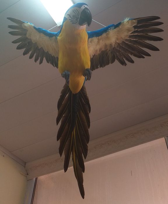 Декоративные птицы