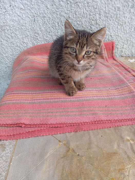 Милые котята в добрые руки