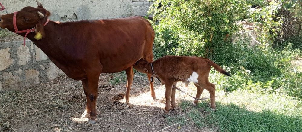 Ona bola sigir sotiladi