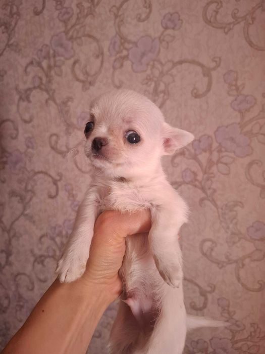 Щеночки чихуахуа