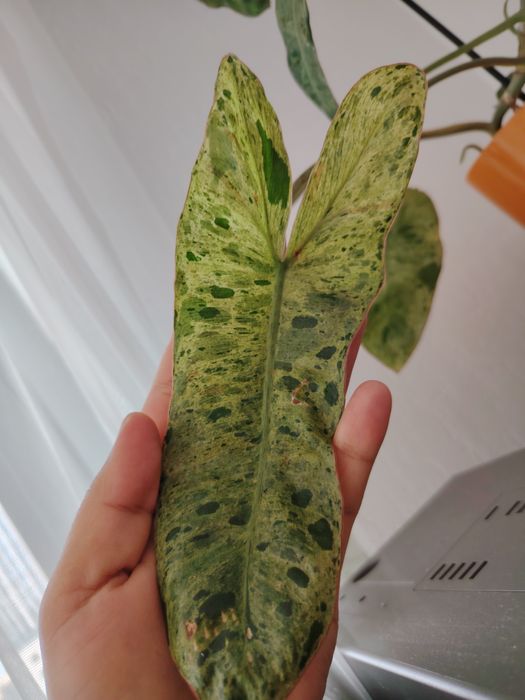 Филодендрон Биллитау мраморный срезом