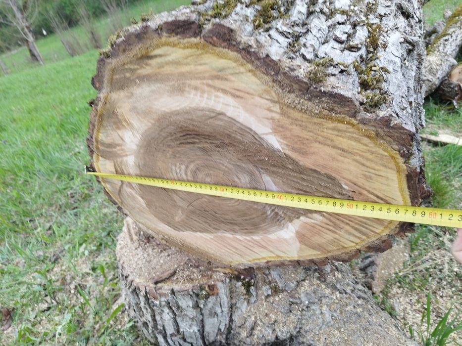 Trunchi de nuc fara crăpături