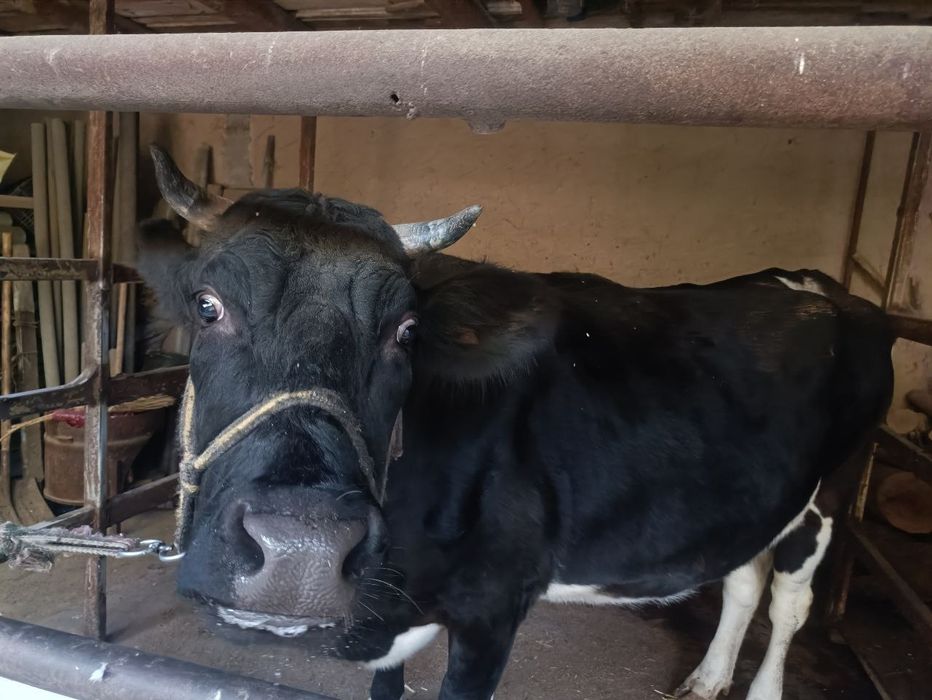 Gʻunajin bogʻoz mol