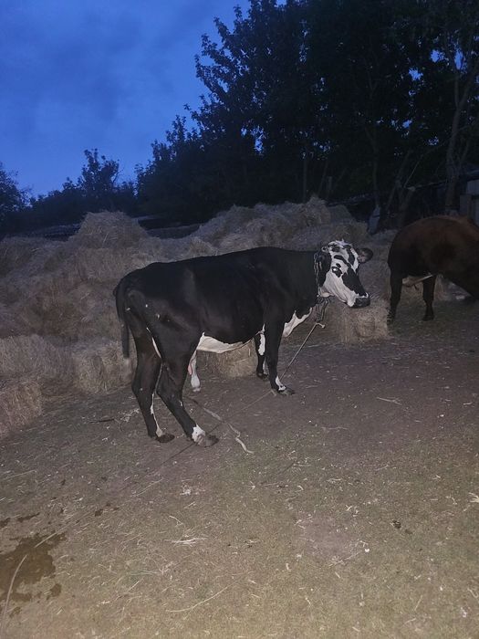 Продам корову дойная нормальная