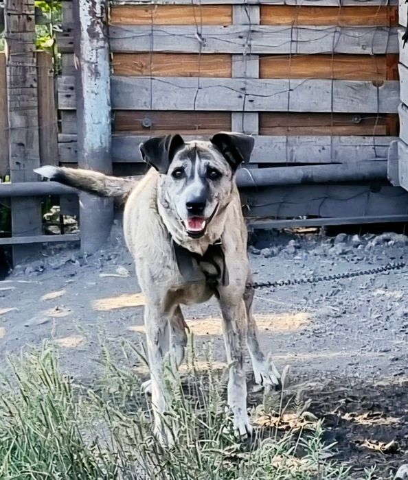 Дарю в добрые и ответственные руки