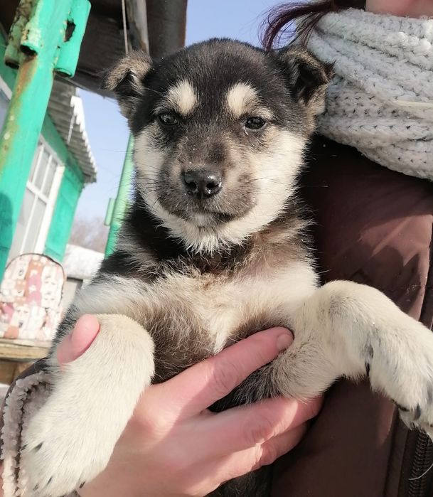 Отдам щенка в добрые руки