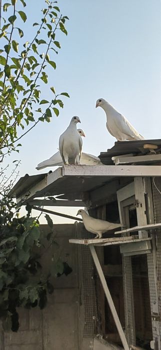 Porumbei voiajori
