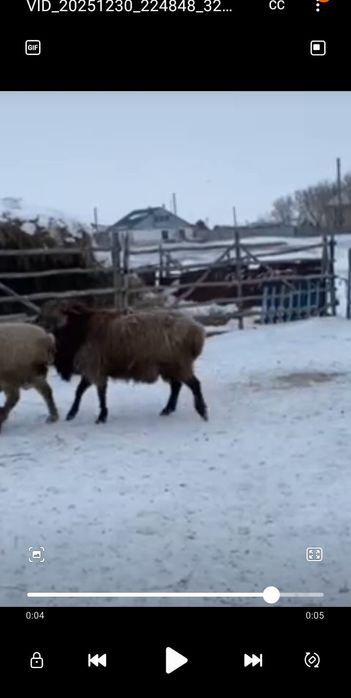 Продам кошкара..