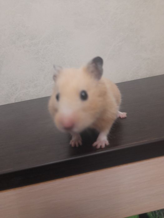 Продаётся сирийской хомячок девочка