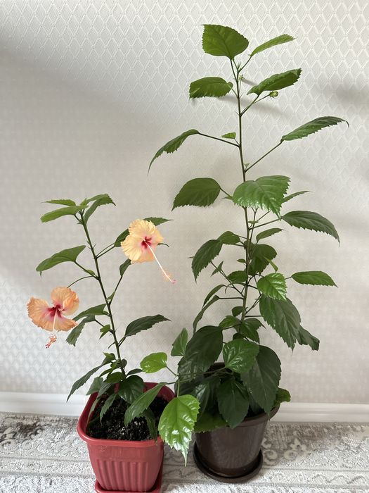 Гибискус сортовой в двух цветах