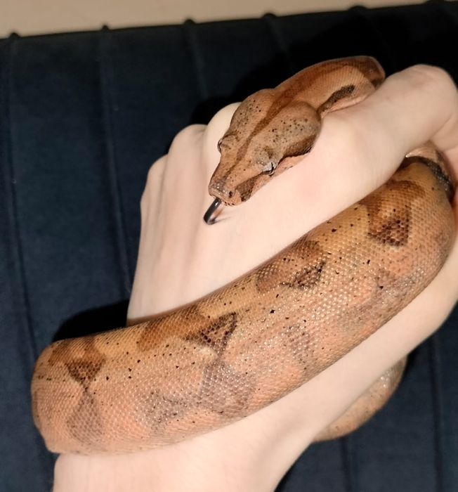 Императорский удав