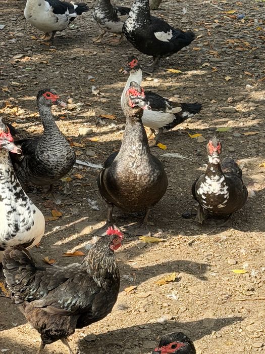 Animale de vânzare