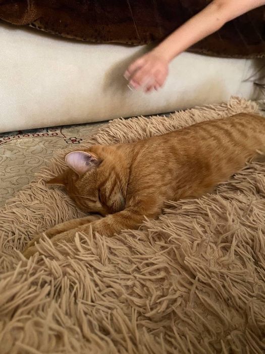 Кошка рыжая,игривая