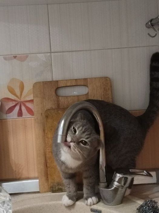 отдам кошечку в хорошие руки!!