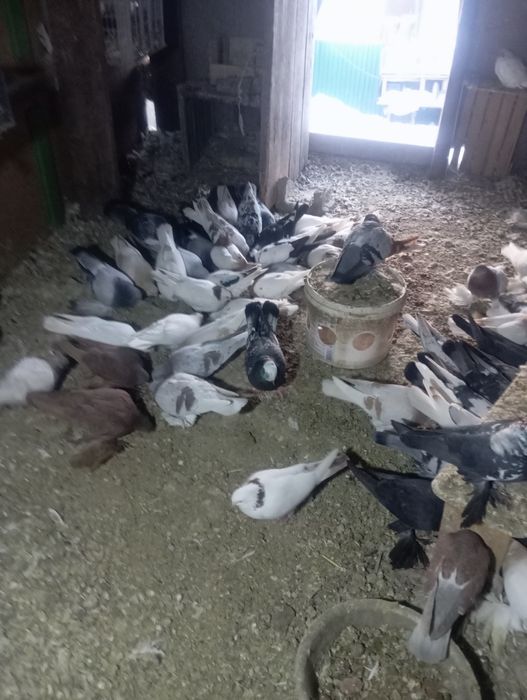 Продам голубей разных