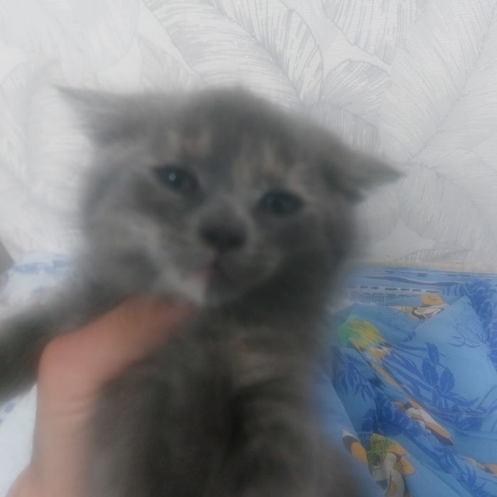 Отдам котенка маленькую