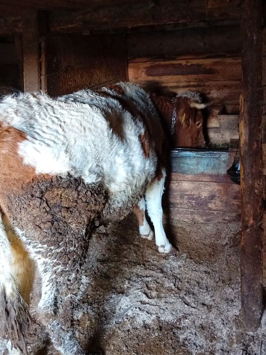 Vaca de vanzare gestanta