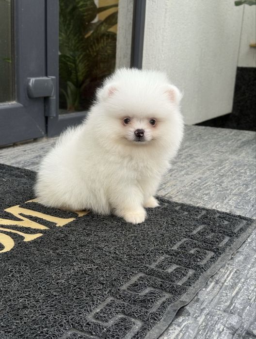 Pomeranian mascul alb