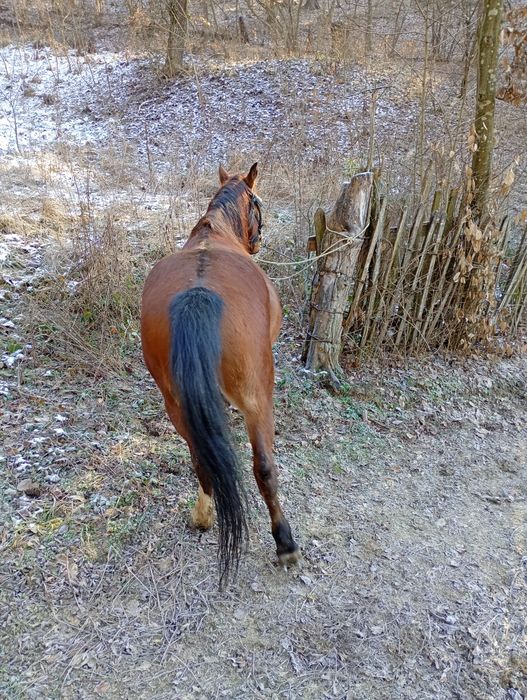 Cal de vânzare preț negociabil