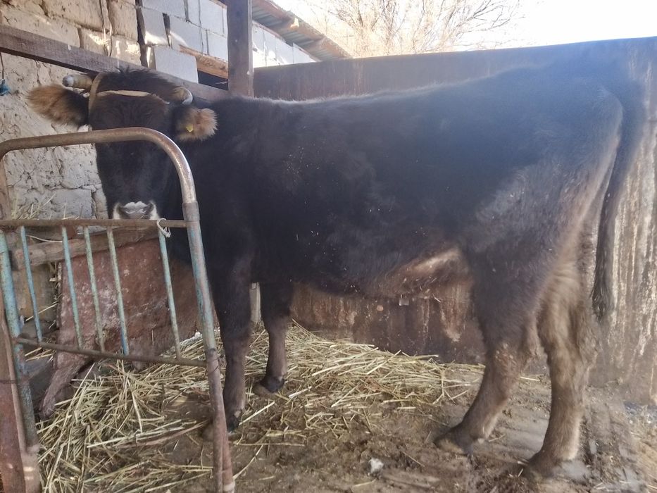 Семиз Буаз сыйыр сатамын