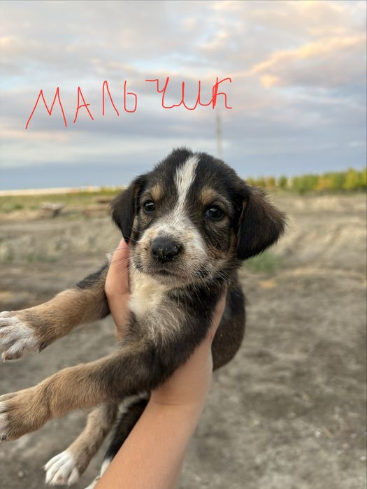 Продам щенят алабая